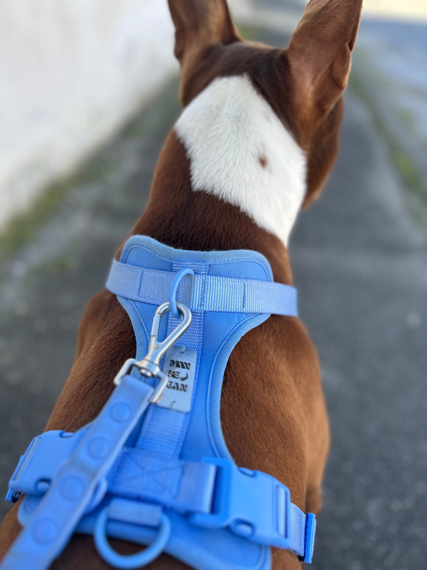 Set Completo: Pettorina, Guinzaglio e Collare  azzurro in PVC – Sicurezza, Comfort e Stile a Prova di Passeggiata