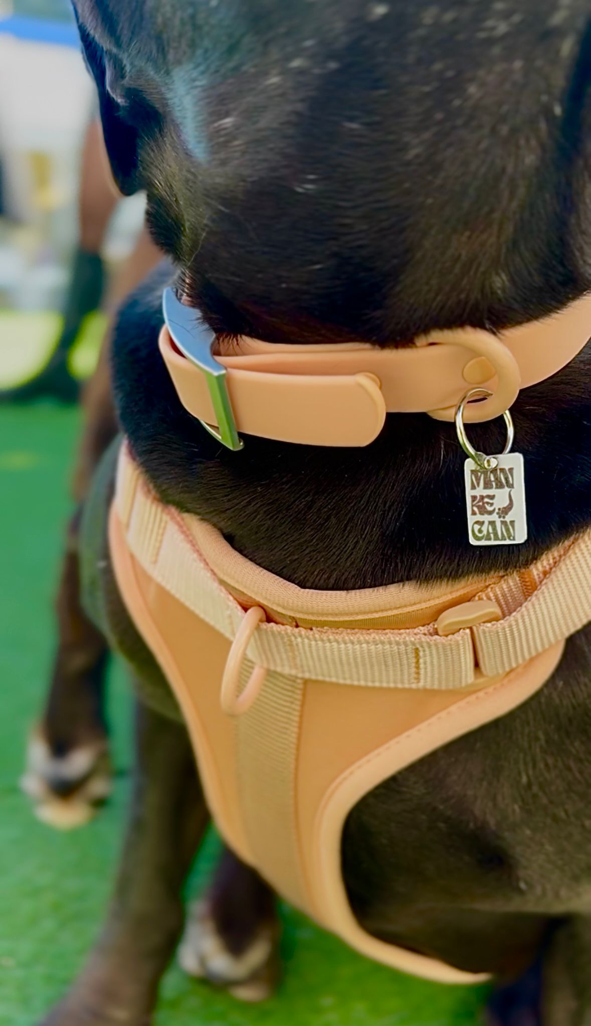 Set Completo: Pettorina, Guinzaglio e Collare rosa in PVC – Sicurezza, Comfort e Stile a Prova di Passeggiata (Copia)