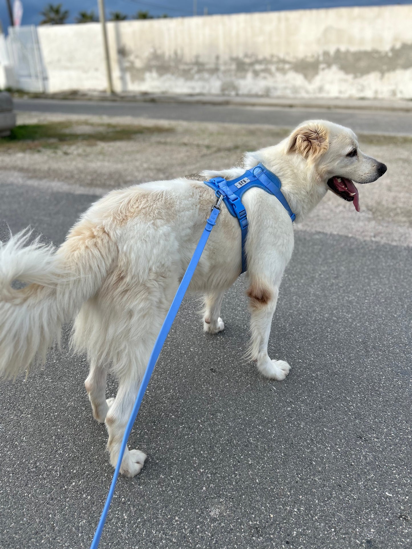 Set Completo: Pettorina, Guinzaglio e Collare  azzurro in PVC – Sicurezza, Comfort e Stile a Prova di Passeggiata