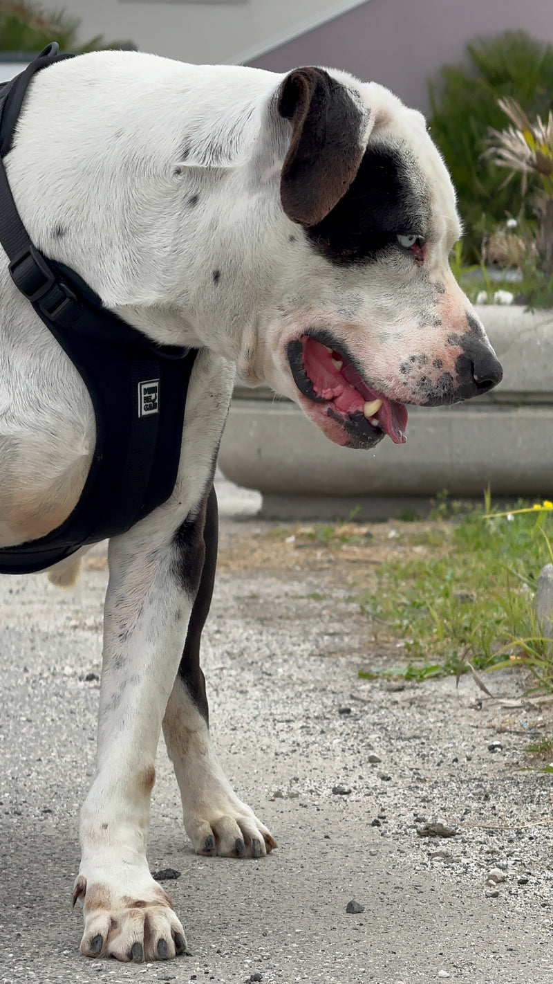 Cane del rifugio con un prodotto Mankecan