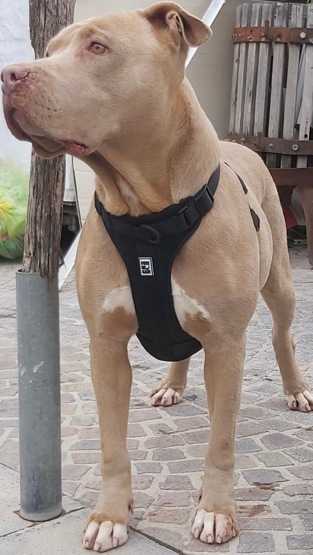 Pettorina Ergonomica Antifuga H EasyFit Nera