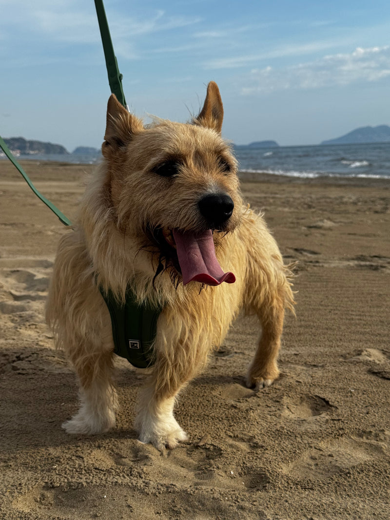 Cane del rifugio con un prodotto Mankecan